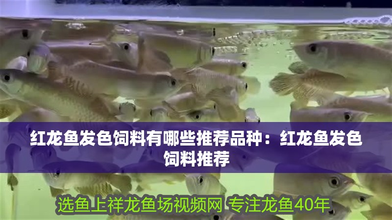 家養金龍魚壽命一般是多久？
