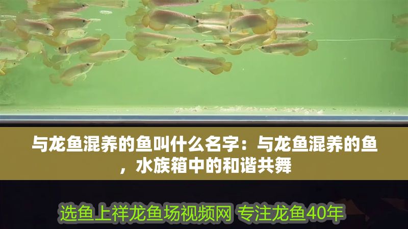 與龍魚混養的魚叫什么名字：與龍魚混養的魚，水族箱中的和諧共舞