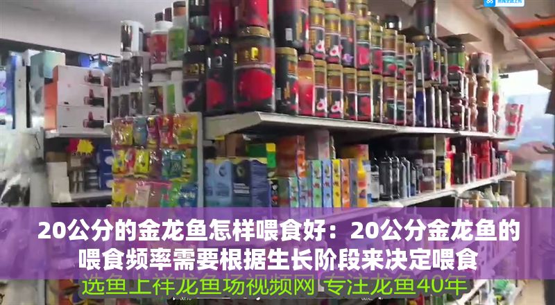 20公分的金龍魚怎樣喂食好：20公分金龍魚的喂食頻率需要根據(jù)生長階段來決定喂食 20公分的金龍魚怎樣喂食好：20公分金龍魚的喂食頻率需要根據(jù)生長階段來決定喂食 龍魚百科 第1張