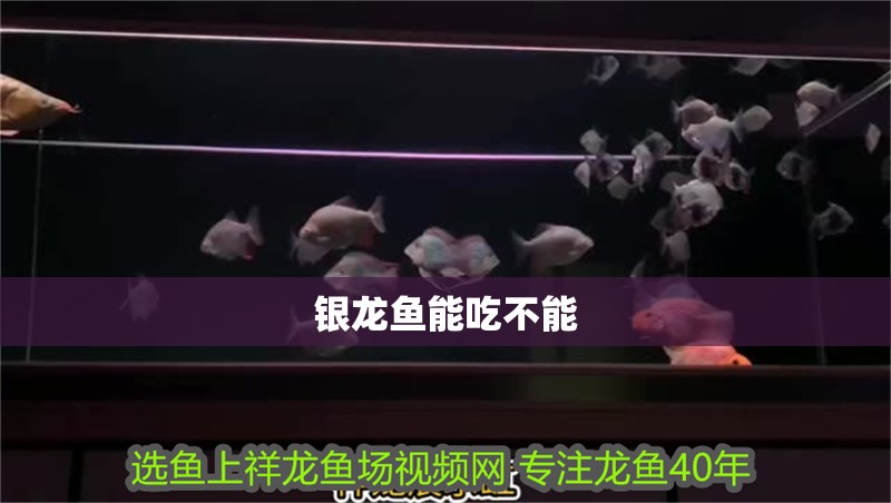 銀龍魚能吃不能