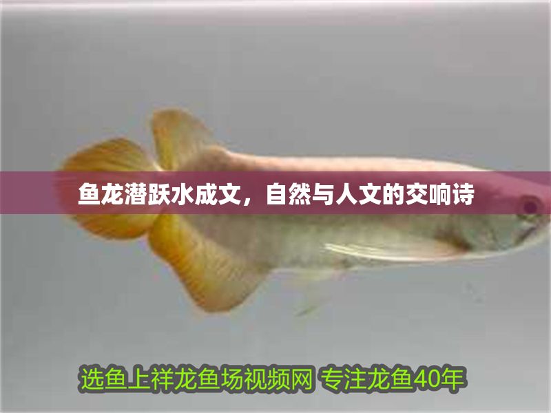 魚龍潛躍水成文，自然與人文的交響詩