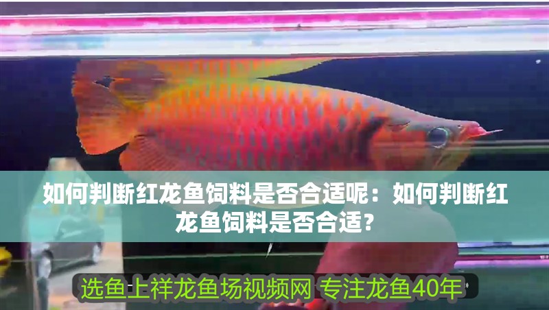 如何判斷紅龍魚飼料是否合適呢：如何判斷紅龍魚飼料是否合適？