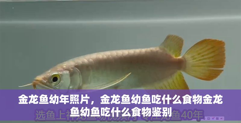 金龍魚(yú)幼年照片，金龍魚(yú)幼魚(yú)吃什么食物金龍魚(yú)幼魚(yú)吃什么食物鑒別