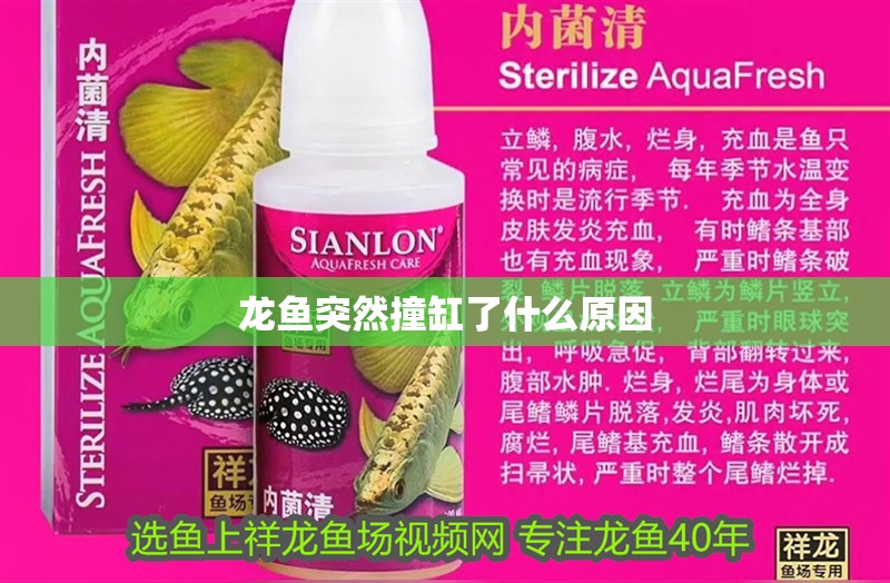 龍魚突然撞缸了什么原因 龍魚突然撞缸了什么原因 龍魚百科