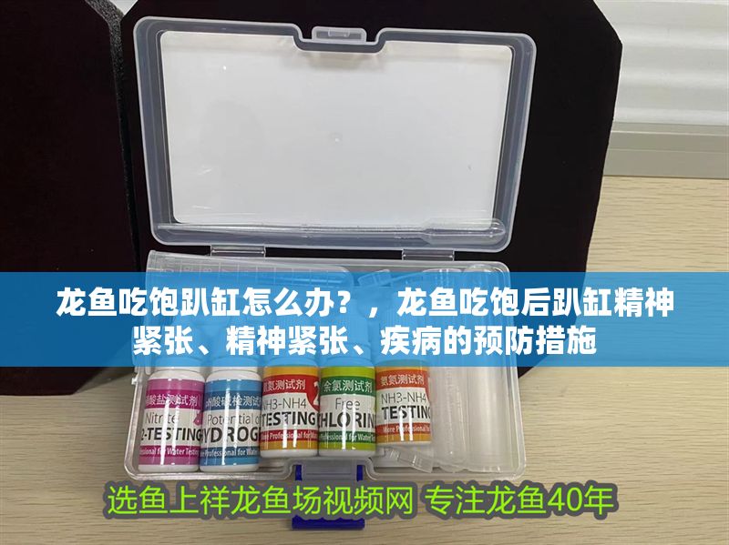 龍魚吃飽趴缸怎么辦？，龍魚吃飽后趴缸精神緊張、精神緊張、疾病的預防措施