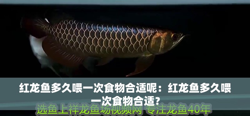紅龍魚多久喂一次食物合適呢：紅龍魚多久喂一次食物合適？