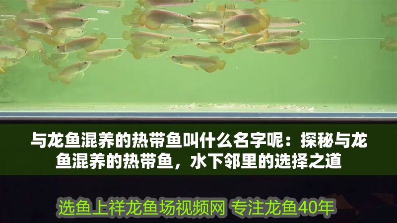 與龍魚混養的熱帶魚叫什么名字呢：探秘與龍魚混養的熱帶魚，水下鄰里的選擇之道