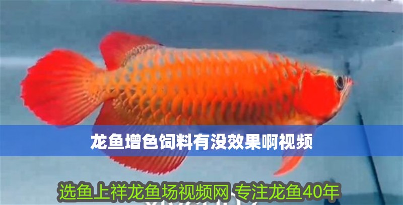 龍魚增色飼料有沒(méi)效果啊視頻