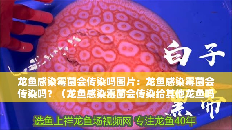 龍魚感染霉菌會傳染嗎圖片：龍魚感染霉菌會傳染嗎？（龍魚感染霉菌會傳染給其他龍魚嗎？）