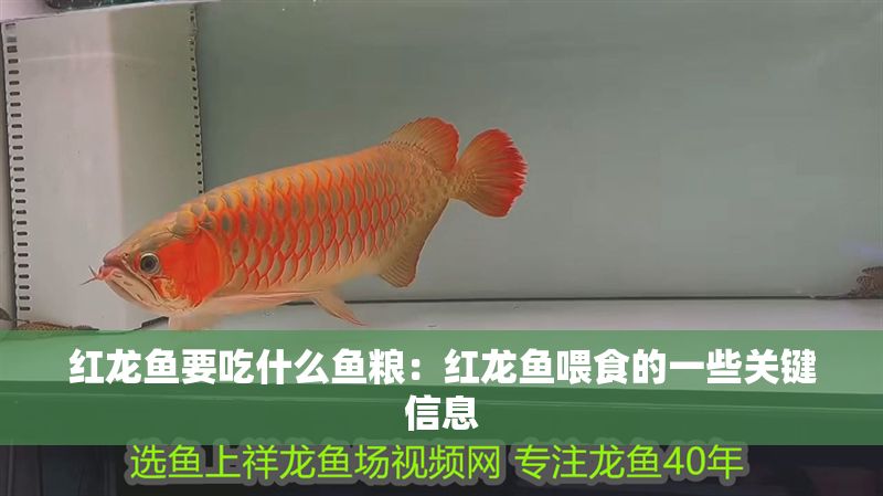紅龍魚要吃什么魚糧：紅龍魚喂食的一些關鍵信息
