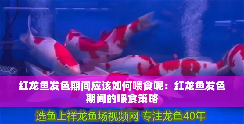 金龍魚能打過地圖魚嗎【金龍魚與地圖魚的區別】 金龍魚能打過地圖魚嗎【金龍魚與地圖魚的區別】 龍魚百科