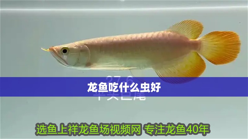龍魚吃什么蟲好