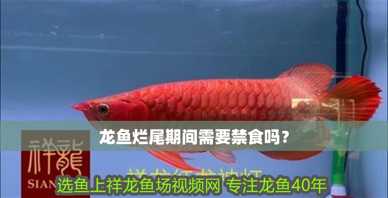 龍魚爛尾期間需要禁食嗎？ 龍魚爛尾期間需要禁食嗎？ 龍魚百科