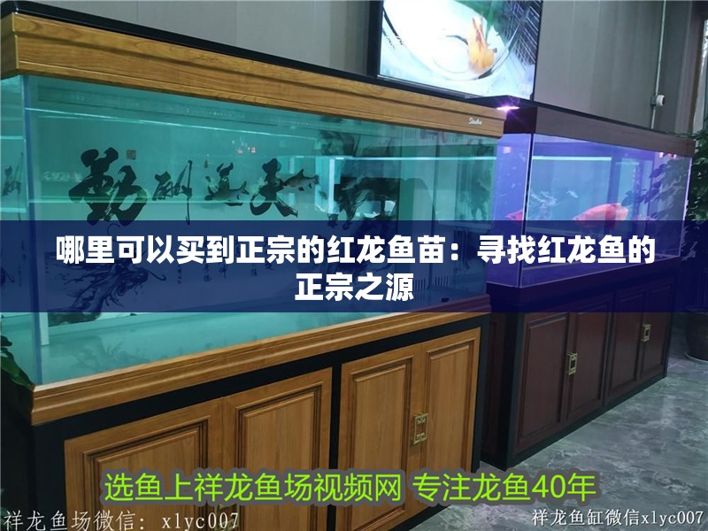 哪里可以買到正宗的紅龍魚苗：尋找紅龍魚的正宗之源