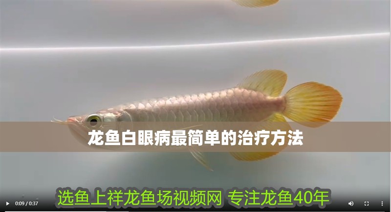 龍魚白眼病最簡單的治療方法
