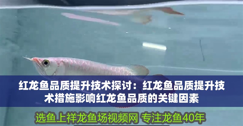 紅龍魚品質(zhì)提升技術(shù)探討：紅龍魚品質(zhì)提升技術(shù)措施影響紅龍魚品質(zhì)的關(guān)鍵因素