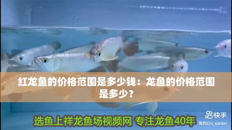 紅龍魚的價格范圍是多少錢：龍魚的價格范圍是多少？