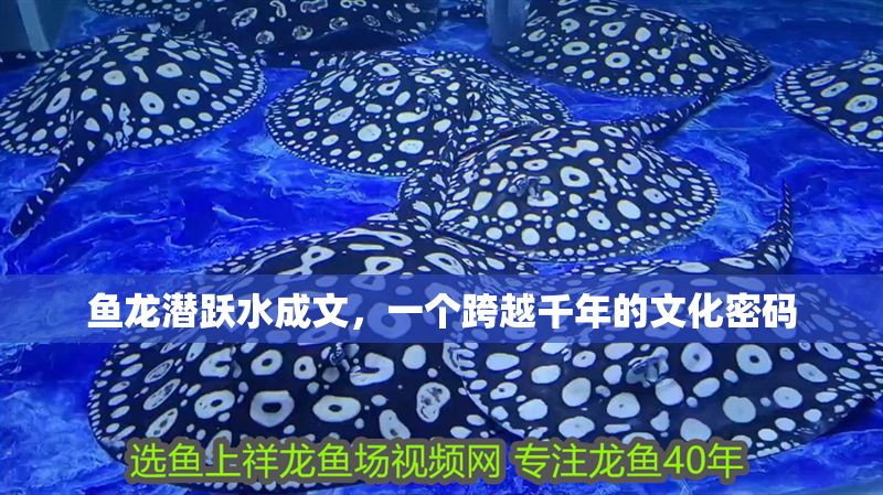 魚龍潛躍水成文，一個跨越千年的文化密碼