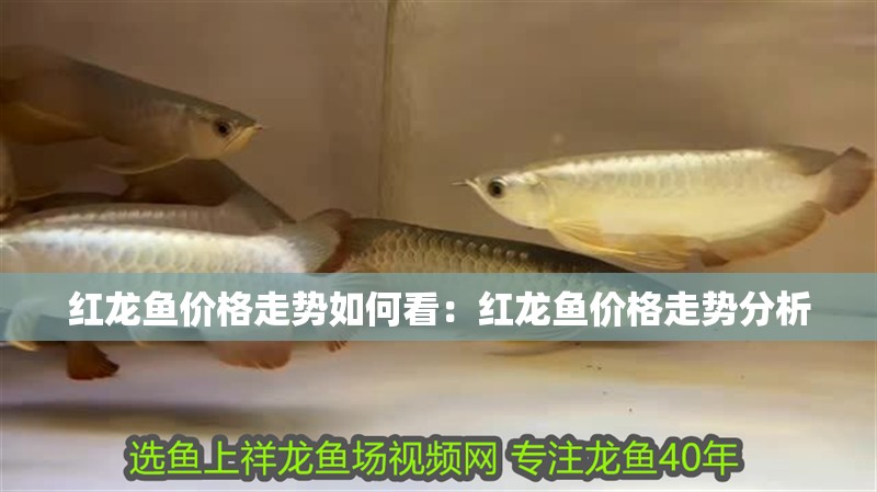 紅龍魚價格走勢如何看：紅龍魚價格走勢分析