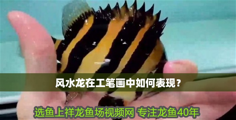 金龍魚多少錢一克2020年（2020年金龍魚品種價格對比2020年金龍魚價格對比）