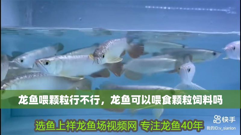 龍魚喂顆粒行不行，龍魚可以喂食顆粒飼料嗎
