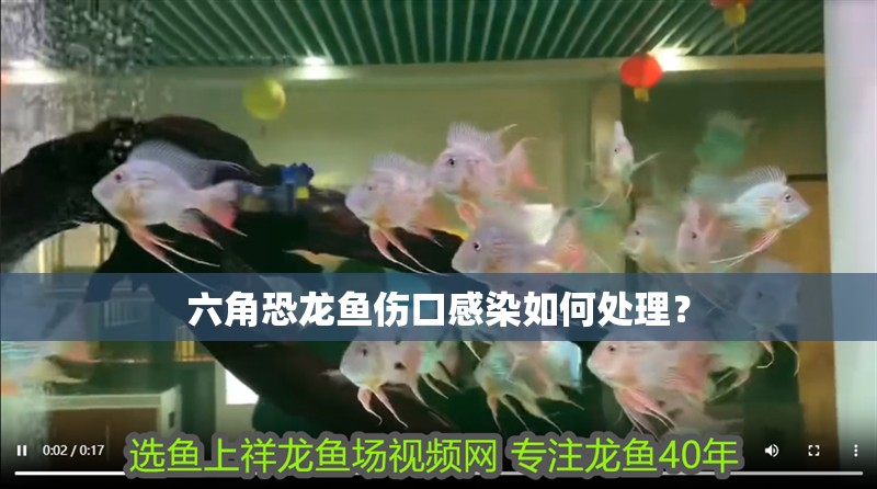 六角恐龍魚傷口感染如何處理？