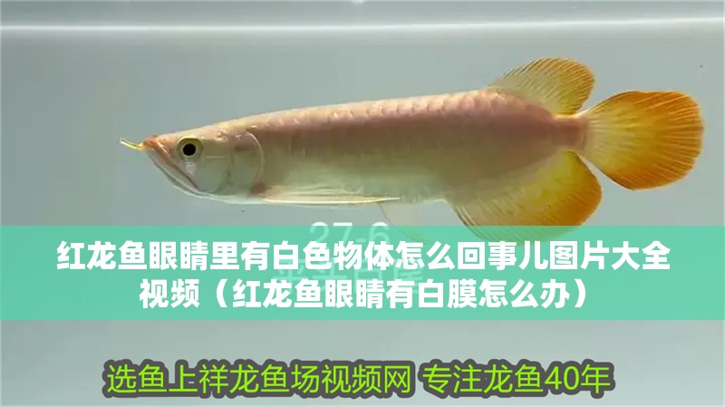 紅龍魚眼睛里有白色物體怎么回事兒圖片大全視頻（紅龍魚眼睛有白膜怎么辦） 紅龍魚眼睛里有白色物體怎么回事兒圖片大全視頻（紅龍魚眼睛有白膜怎么辦） 龍魚百科