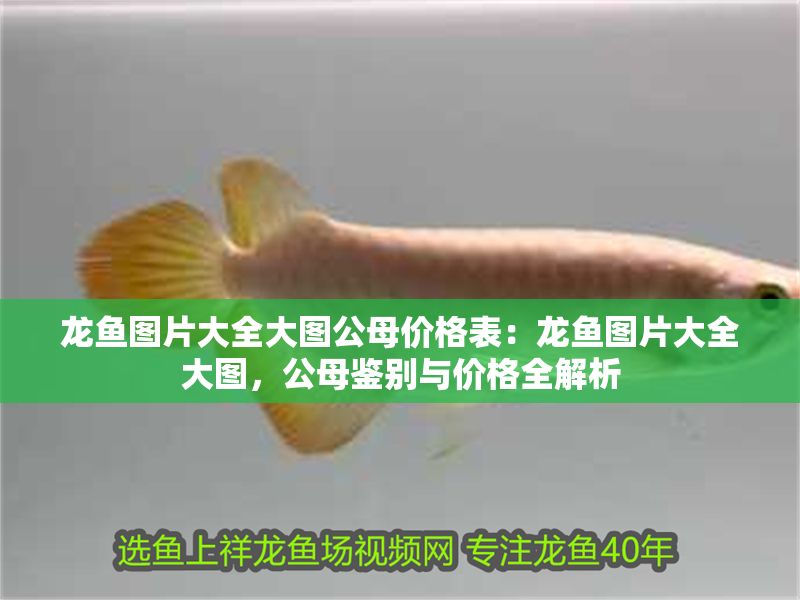 龍魚(yú)圖片大全大圖公母價(jià)格表：龍魚(yú)圖片大全大圖，公母鑒別與價(jià)格全解析