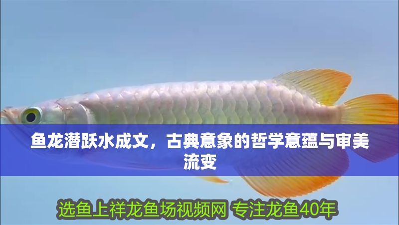 魚龍潛躍水成文，古典意象的哲學意蘊與審美流變 魚龍潛躍水成文，古典意象的哲學意蘊與審美流變 龍魚百科 第1張