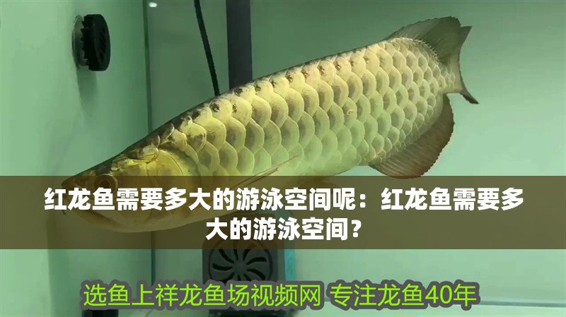 龍進化的九個階段