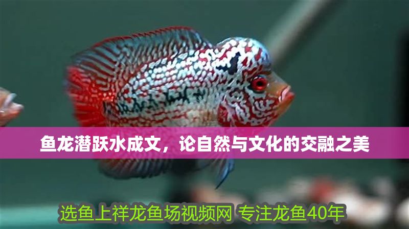 魚龍潛躍水成文，論自然與文化的交融之美