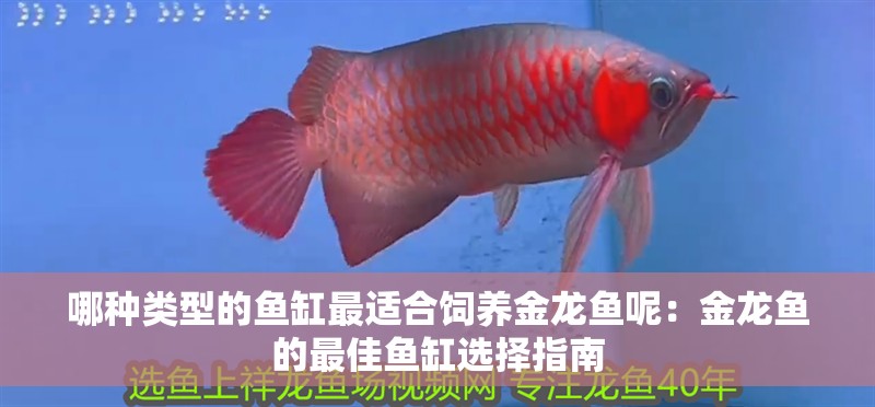 哪種類型的魚缸最適合飼養金龍魚呢：金龍魚的最佳魚缸選擇指南