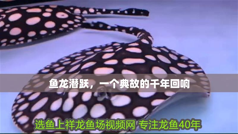 魚龍潛躍，一個典故的千年回響
