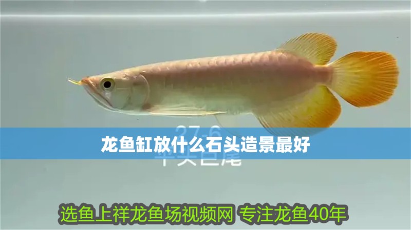 龍魚缸放什么石頭造景最好 龍魚缸放什么石頭造景最好 龍魚百科