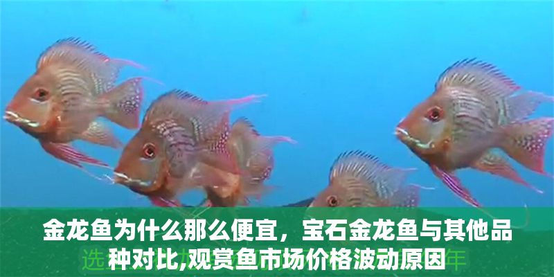 金龍魚為什么那么便宜，寶石金龍魚與其他品種對比,觀賞魚市場價格波動原因