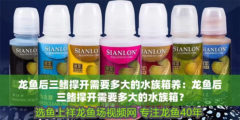 龍魚后三鰭撐開需要多大的水族箱養：龍魚后三鰭撐開需要多大的水族箱？