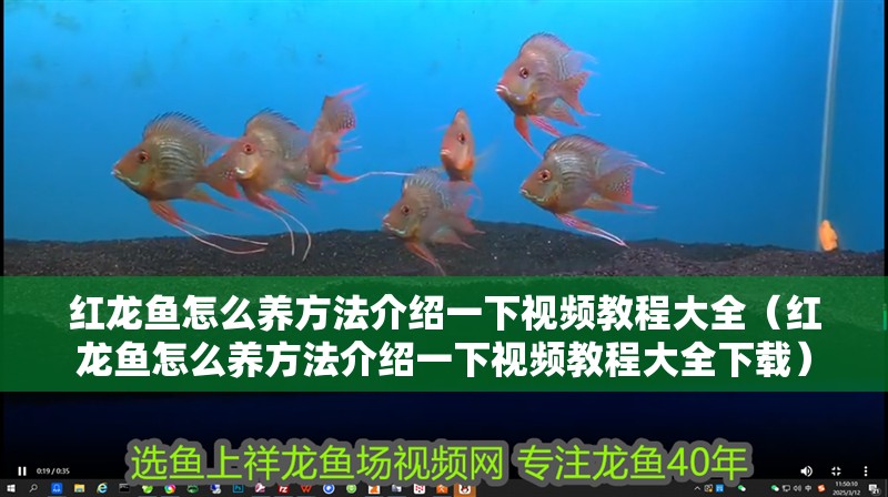 紅龍魚怎么養方法介紹一下視頻教程大全（紅龍魚怎么養方法介紹一下視頻教程大全下載）
