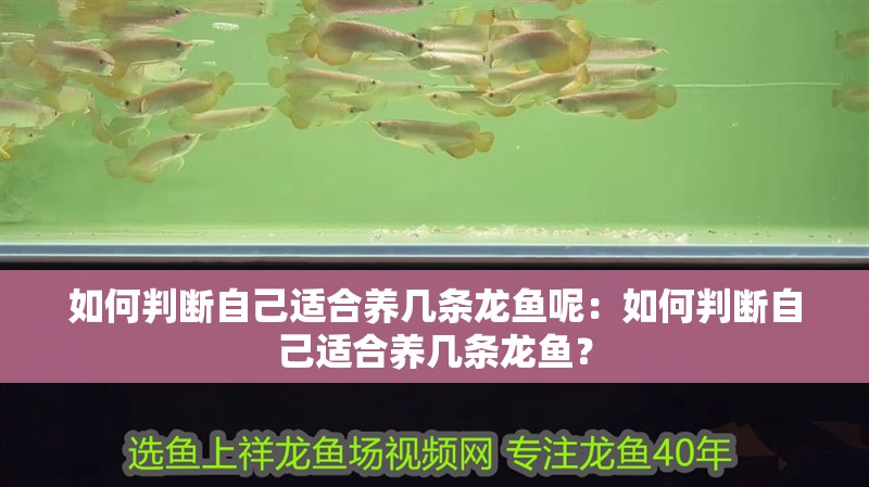 如何判斷自己適合養幾條龍魚呢：如何判斷自己適合養幾條龍魚？