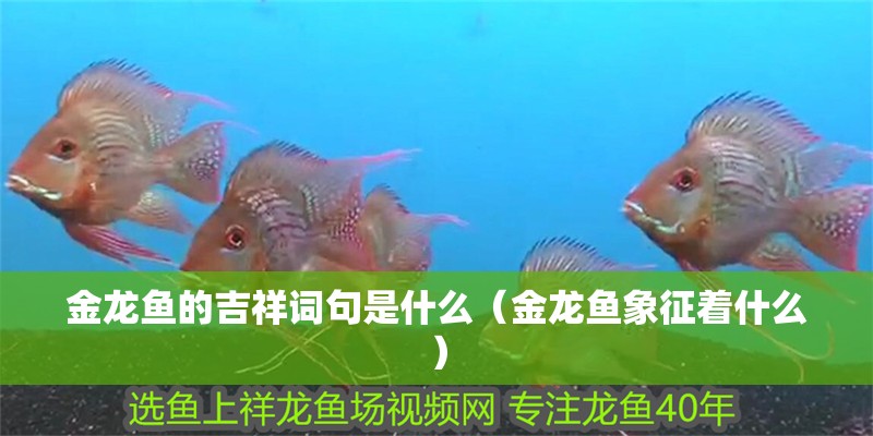金龍魚的吉祥詞句是什么（金龍魚象征著什么） 金龍魚的吉祥詞句是什么（金龍魚象征著什么） 觀賞魚百科