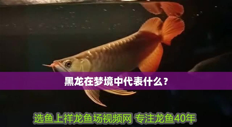 黑龍在夢境中代表什么？