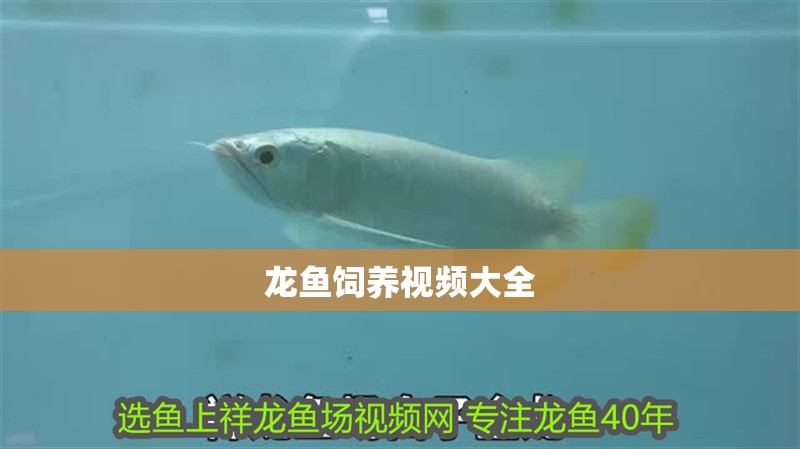 龍魚飼養(yǎng)視頻大全