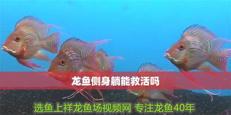 龍魚側(cè)身躺能救活嗎