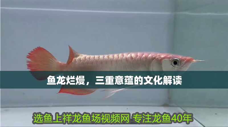 魚龍爛熳，三重意蘊的文化解讀