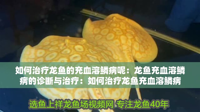 如何治療龍魚的充血溶鱗病呢：龍魚充血溶鱗病的診斷與治療：如何治療龍魚充血溶鱗病