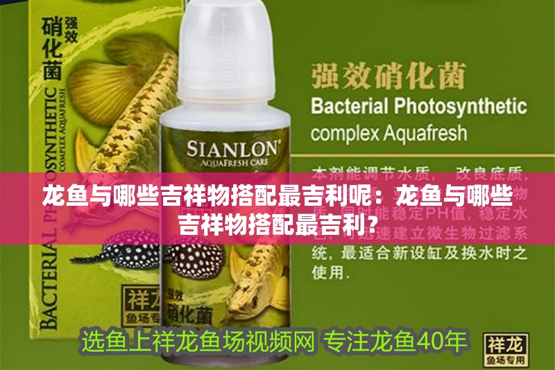 龍魚與哪些吉祥物搭配最吉利呢：龍魚與哪些吉祥物搭配最吉利？