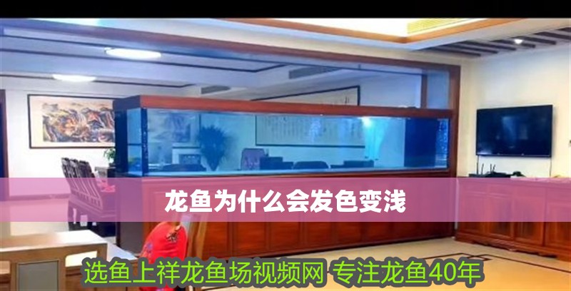 龍魚為什么會發色變淺