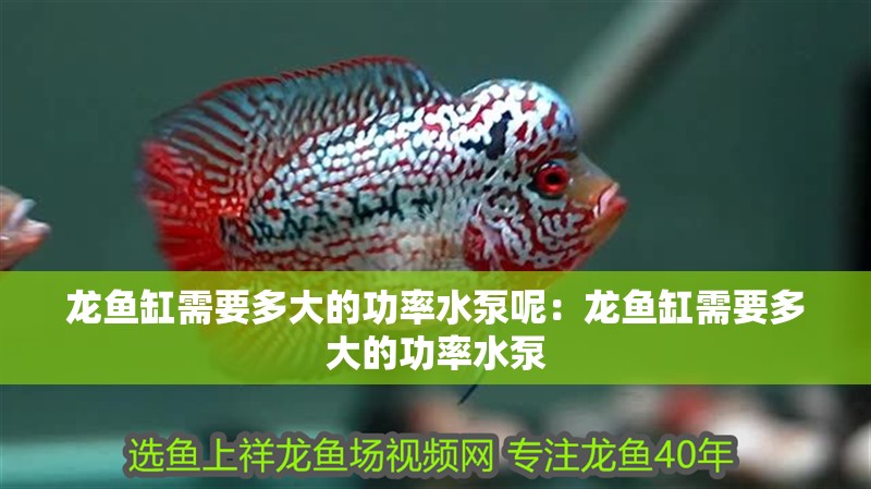龍魚缸需要多大的功率水泵呢：龍魚缸需要多大的功率水泵