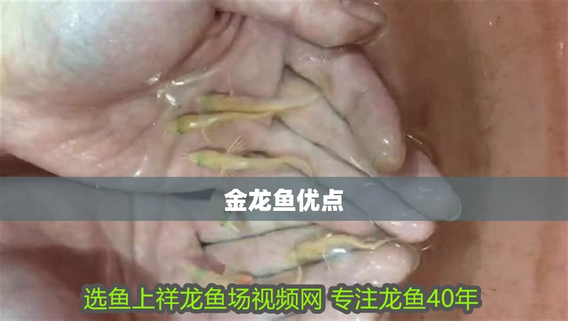 金龍魚優點 金龍魚優點 龍魚百科