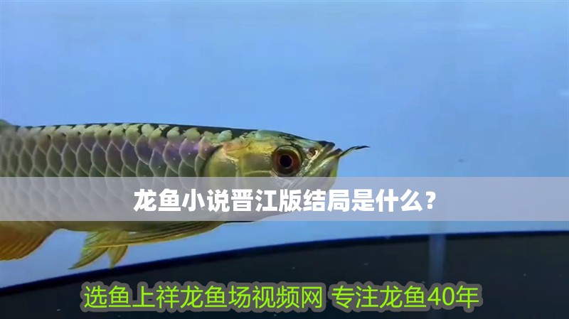 龍魚小說晉江版結局是什么？