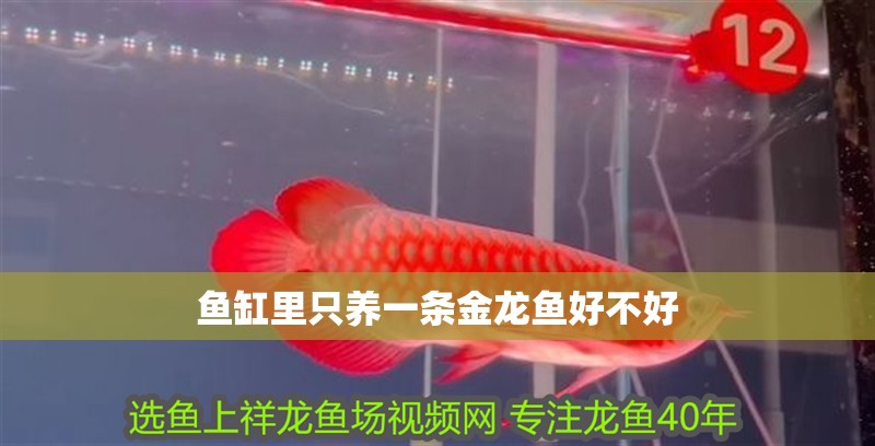 魚缸里只養一條金龍魚好不好